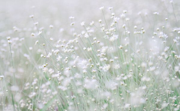 ภาพขนาดย่อ